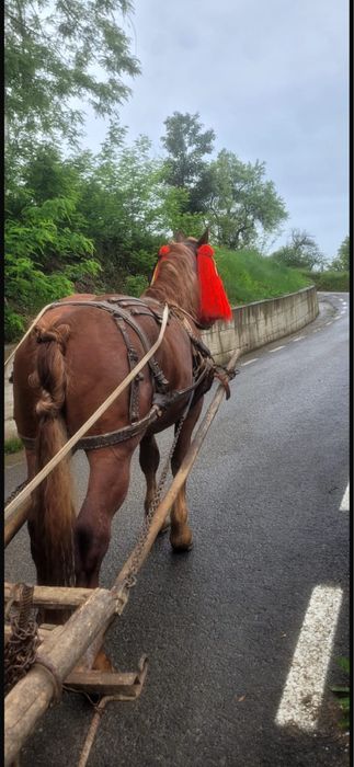 Vând armăsar de 4 ani