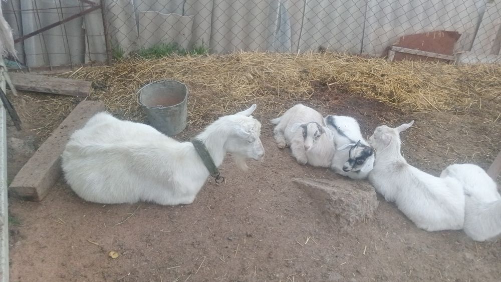 Ешкы казлы  малочный