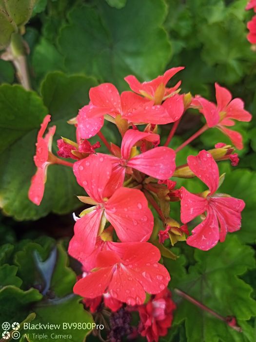 Герань, комнатные цветы