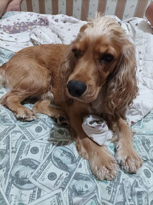 Здравствуйте ищу ищем сучку для кабеля