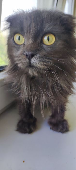 Отдам кота в хошии рукт