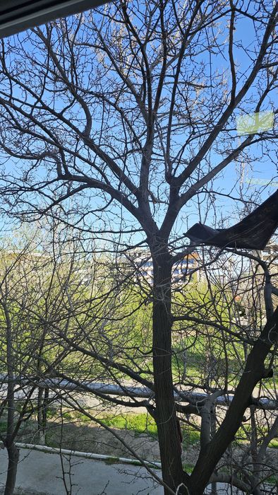 1 хонали сотилади