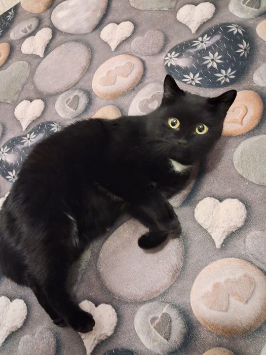 Кот мальчик в добрые руки