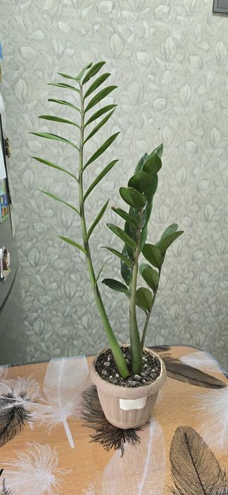 Замиакулькас доллоровое дерево