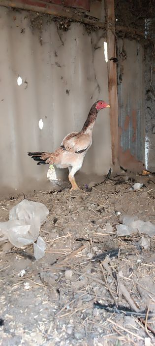 Продам дакан курочку