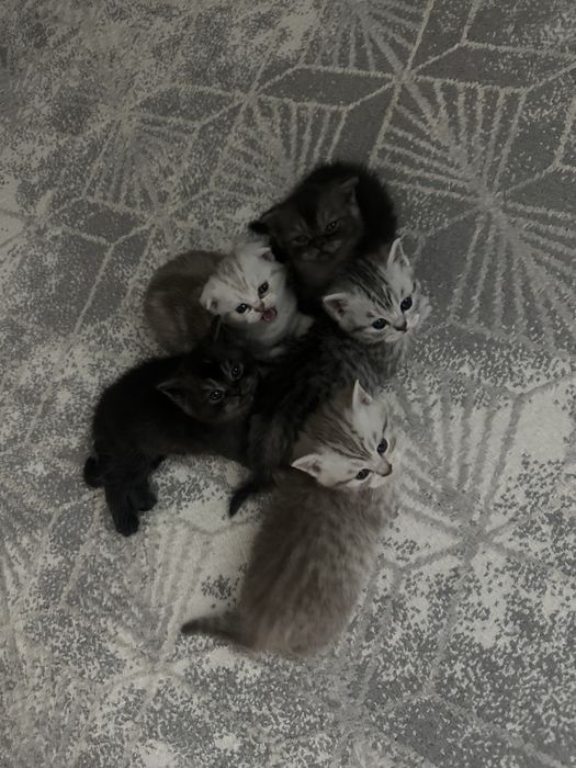 Мысық сатылады 80 000 тг