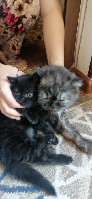 Britan toza qonli ona bola muwuk sotiladi 400.000 ming som