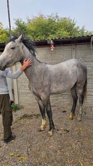 Продается лошадь