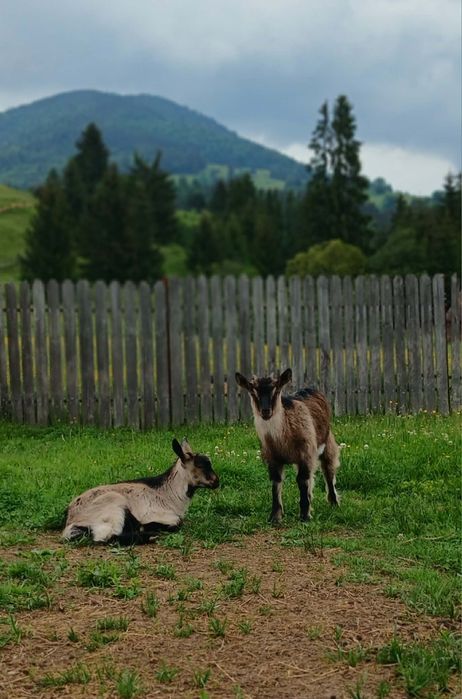 Vând capre alpin francez prima fătare