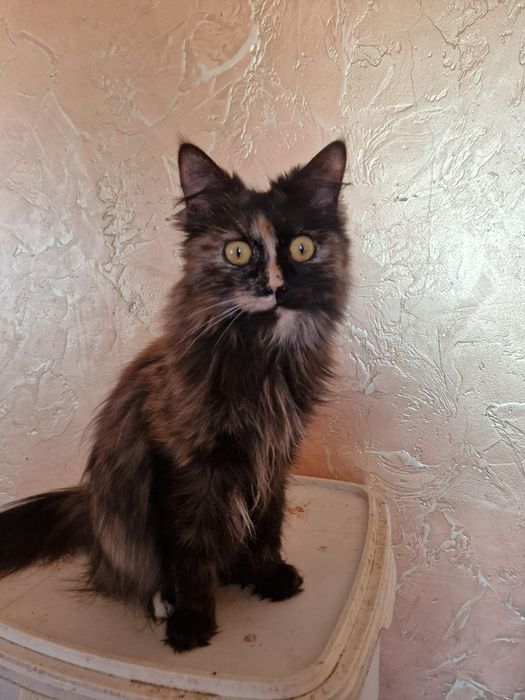 Девочка ищет дом