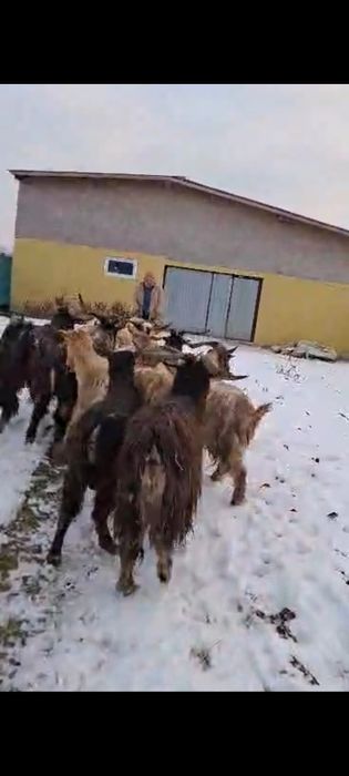 15  Țapi de vânzare!!