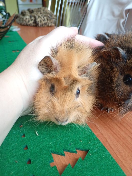 Porcușori de guineea