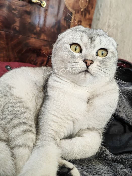 Скотиш фолд ургочи 9ойлик