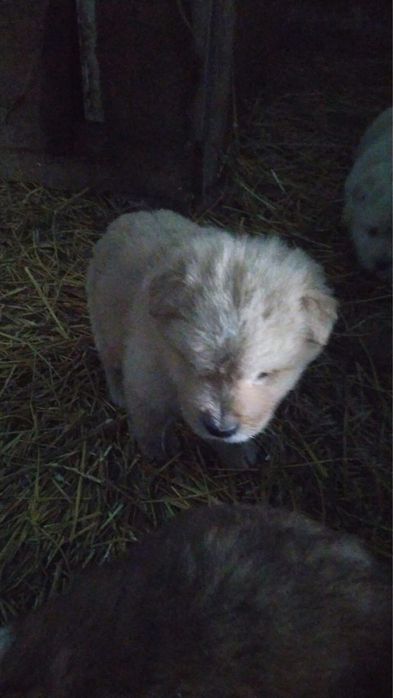 щенки бесплатно в добрые руки