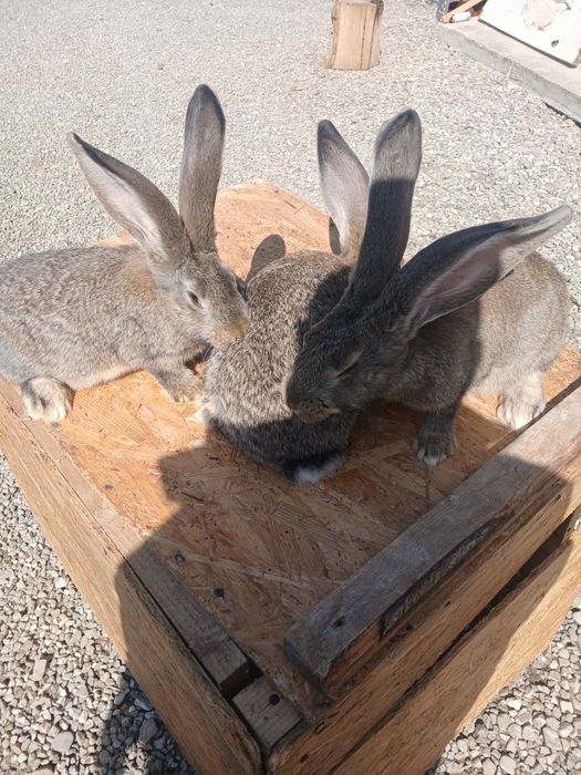 Iepuri uriaș german