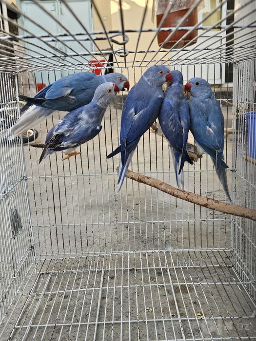 Ажрелло попугай қуш виолет