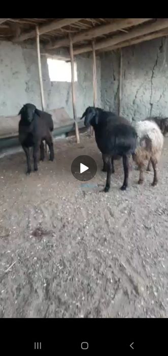 Zotli qo'y urug'likka