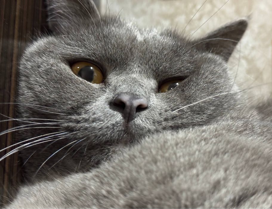 Sumka latok va idishlari bn birga beriladi