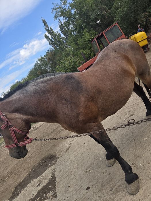 Iapă de vânzareeee