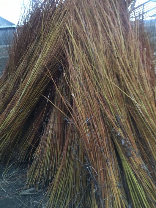 Vand nuia de rachita