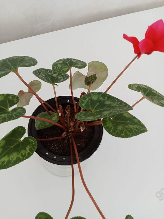 Продам цветы комнатные