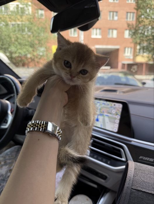Котенок британский