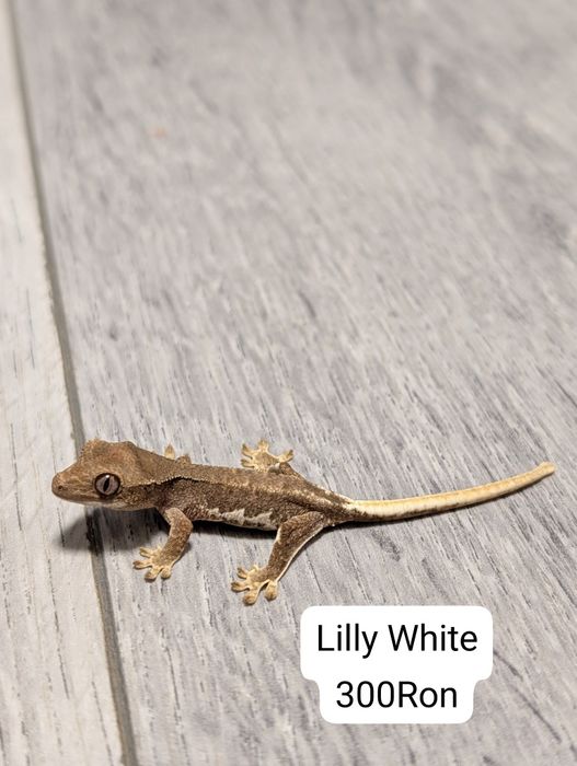 Gecko Crested Soparla