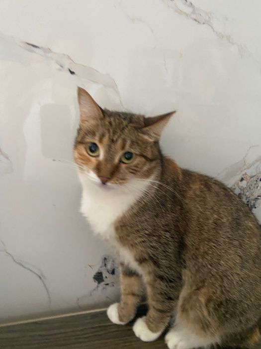 Кошечка в добрые руки