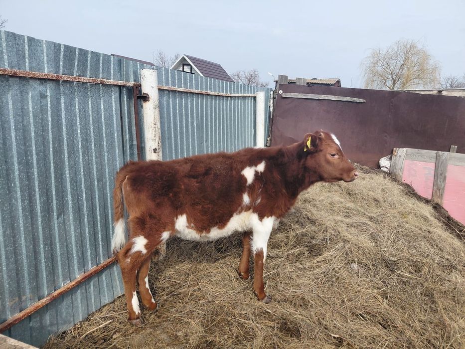 Тёлочка 7 месяцев