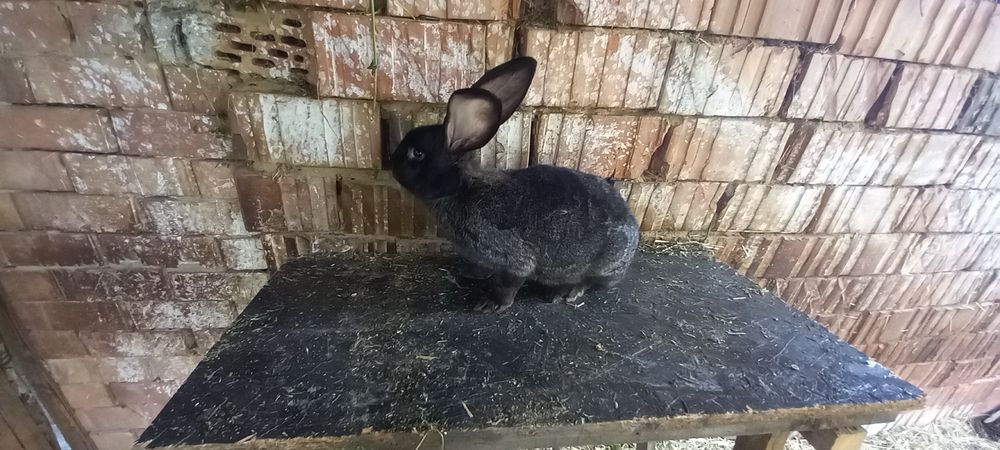 Uriaș german fluture si gri fier