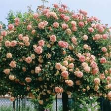 Trandafiri urcători parfumati