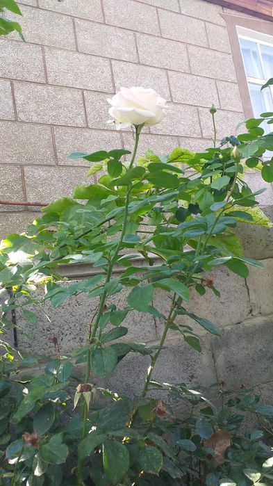 Прадаю шланги полевный все размеры.