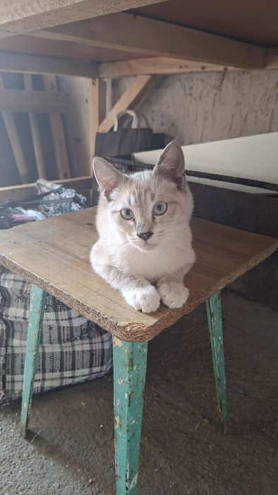 Отдам котят в хорошие руки