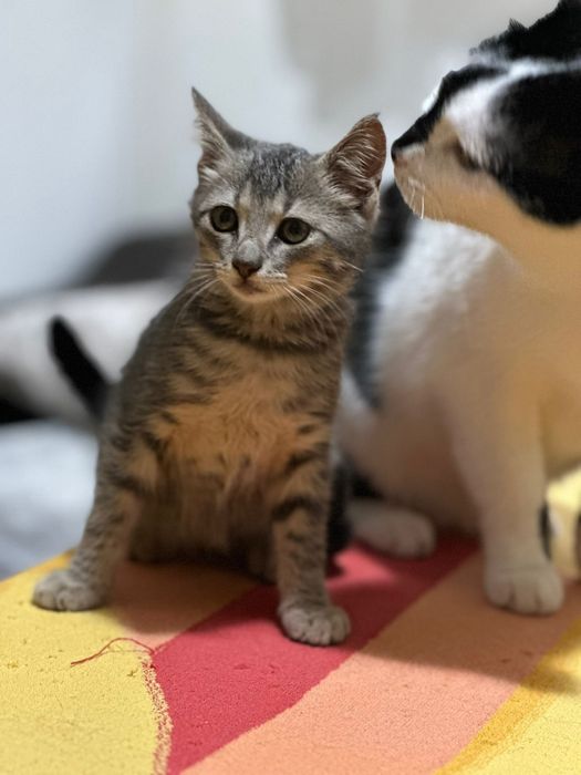 Adopție pui de pisica