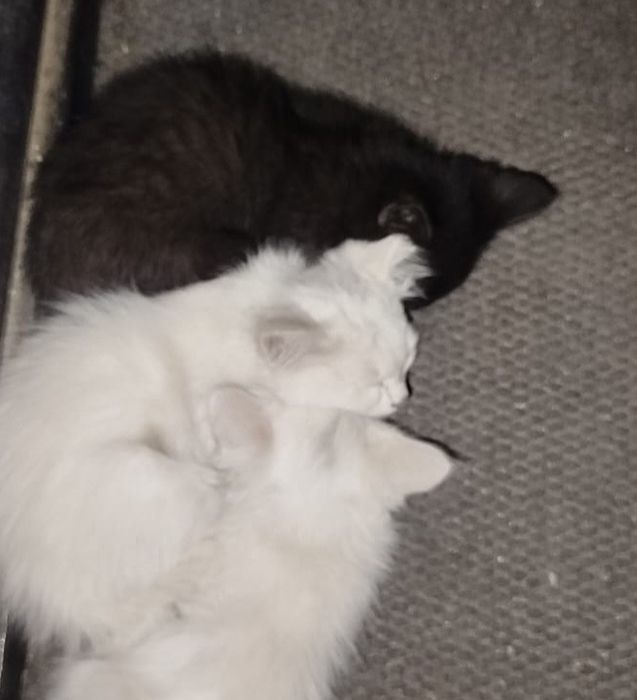 Отдам котят в хорошие руки