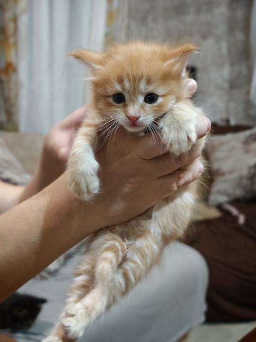 Котята бесплатно