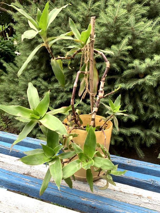 Золотой ус лечебный