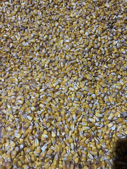 Porumb boabe productie 2025