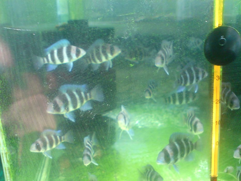 королева танганьики  фронтоза