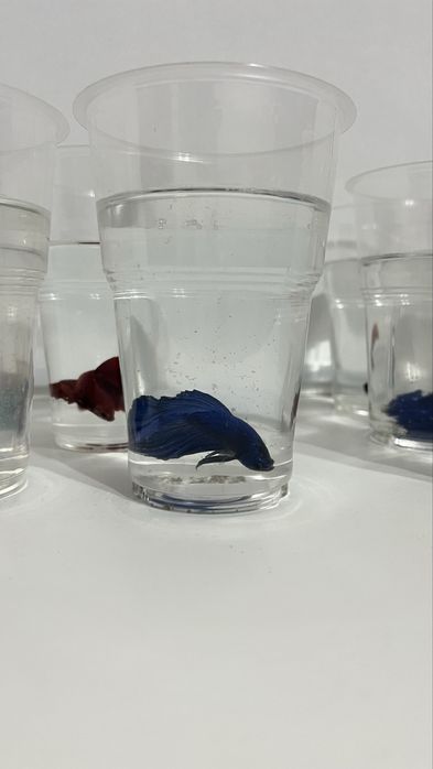 Петушок. Хит среди аквариумных рыб