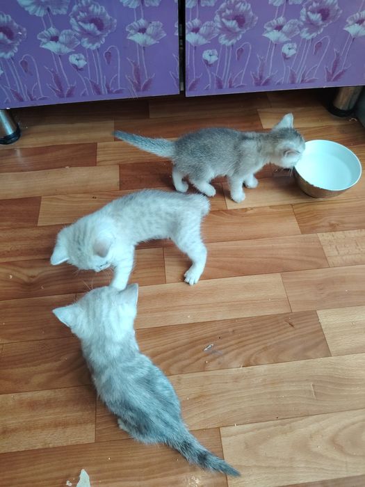 Продаются котята скоттиш страйт