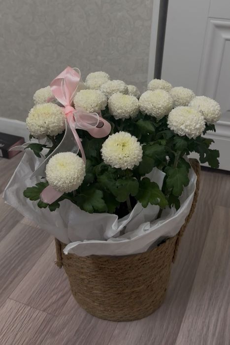 Большая белая хризантема в корзине, как новая