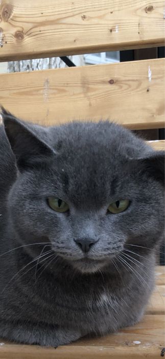 Любимые животные