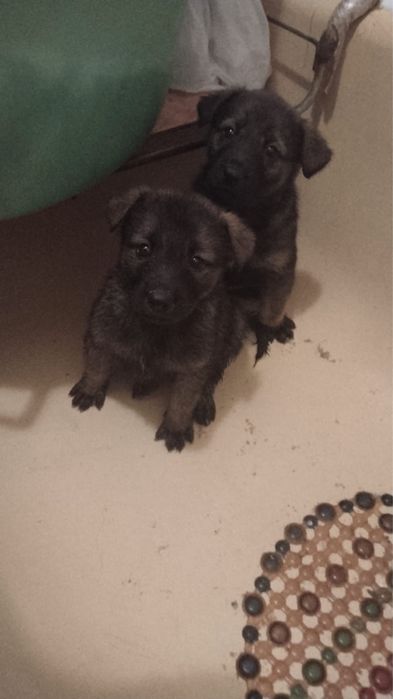 Щенки немецкой офчарки 2 девочки