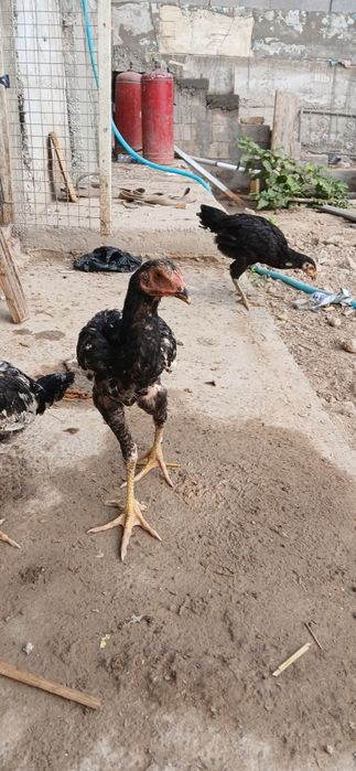 Dakang jo'jalar sotiladi