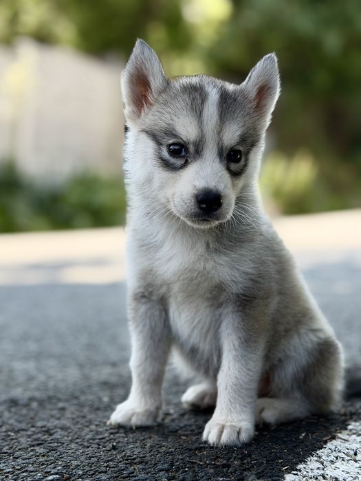 Pui femela rasa husky siberian!