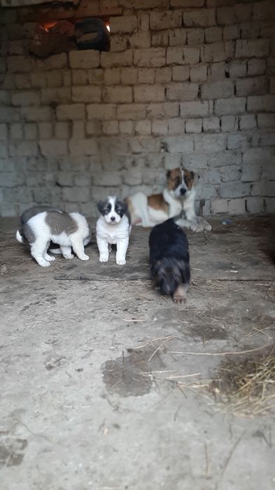 Алабаи.смечный совака