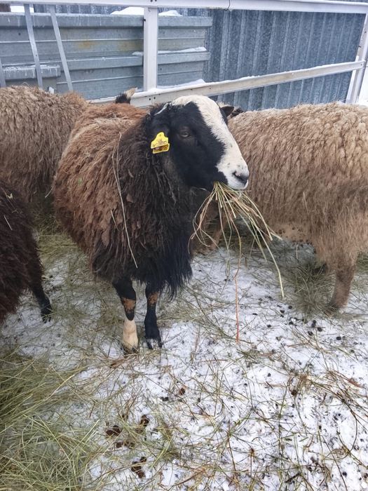 дорпер кошкар қошқар 1 год сатылады