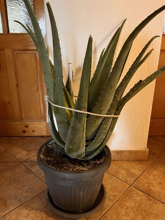 Алое вера - различни големини