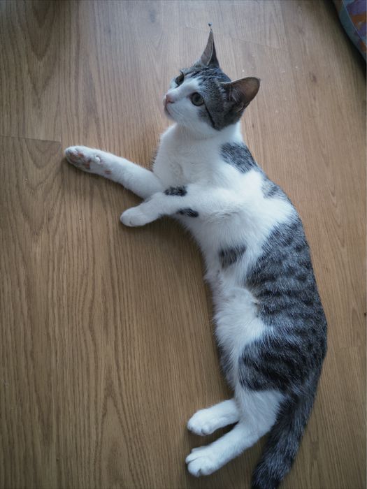 Кошечка 5-6 месяцев